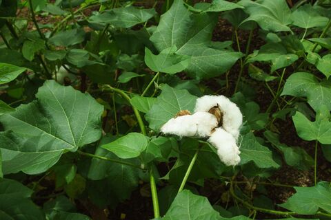 Une fleur de coton rochelais. 