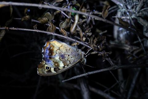 Papillon de nuit éclairé à la lampe de poche - Dan Couton 