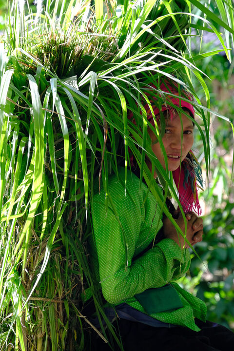 Tribu verte - Auteur Catherine Maisonneuve Cette jeune fille revenait des champs avec son chargement de feuilles de riz, l' accord couleur, végétaux / vêtements qui met en valeur son visage.